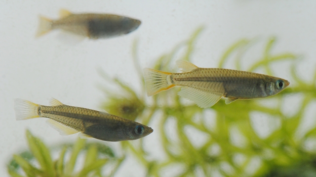 めだかの目が飛び出すポップアイ発症の主な原因